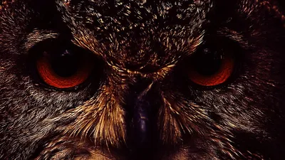 Обои Сова с красными глазами, картинки - Обои для рабочего стола Сова с  красными глазами фото из альбома: (животные)