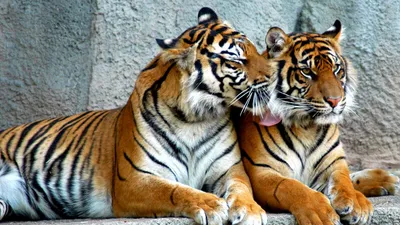Обои тигр, пара, хищники, полосатые, большие кошки картинки на рабочий стол,  фото скачать бесплатно