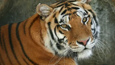 Бенгальский тигр скачать фото обои для рабочего стола