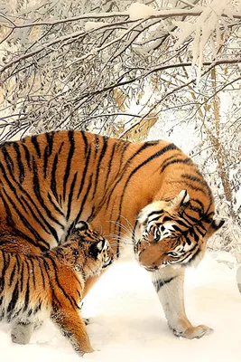 Обои для рабочего стола тигр Детеныши Двое зимние животное 640x960