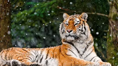 Обои тигр, снег, лежать, животное картинки на рабочий стол, фото скачать  бесплатно
