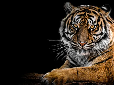 Картинка на рабочий стол тигр, хищник, взгляд 1280 x 960