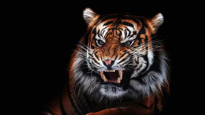Обои тигр, животное, голова, хищник, большая кошка картинки на рабочий стол,  фото скачать бесплатно