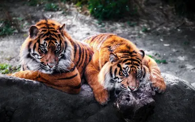 Обои тигр, голова, хищник, вода, большая кошка картинки на рабочий стол,  фото скачать бесплатно