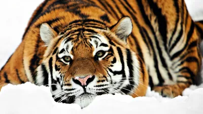 Картинка на рабочий стол Тигр, Дикие Животные, Бенгальский Тигр  широкоформатные | Лучшие Бесплатные обои