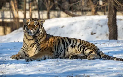 Красивый тигр (61 фото)