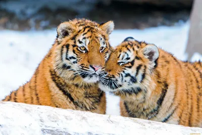 Обои Животные Тигры, обои для рабочего стола, фотографии животные, тигры,  снег, тигрята Обои для рабочего стола, скачать обои картинки заставки на рабочий  стол.