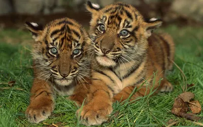 Маленькие полосатые тигрята парочка в траве - обои на рабочий стол