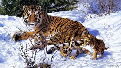 John Banovich тигры тигрица тигрята зима снег арт HD обои для ноутбука |  Домашние птицы, Сибирский тигр, Тигрята