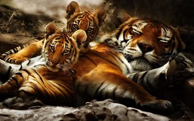 Обои на рабочий стол Тигрята лежат рядом со спящей мамой тигрицей, обои для рабочего  стола, скачать обои, обои бесплатно