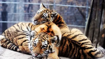 Обои тигрята, пара, нежность, хищники, тигры картинки на рабочий стол, фото  скачать бесплатно