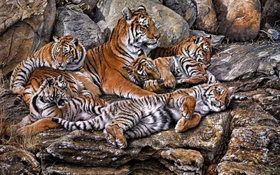 Семейство тигров лежит на камнях - обои на рабочий стол