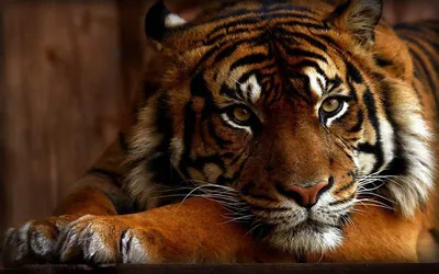 Картинки красивые тигры (35 фото) 🔥 Прикольные картинки и юмор