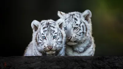 Голубоглазые белые тигрята - обои для рабочего стола, картинки, фото