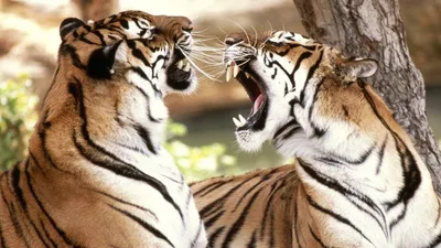 Тигры скачать фото обои для рабочего стола (картинка 6 из 9)