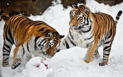 Обои для рабочего стола Тигры Большие кошки два Снег Мяч Животные