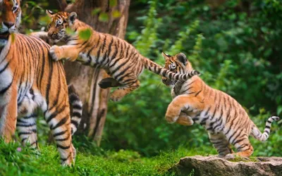 Весёлые игры диких кошек. Тигрята прыгают в траве - обои на рабочий стол