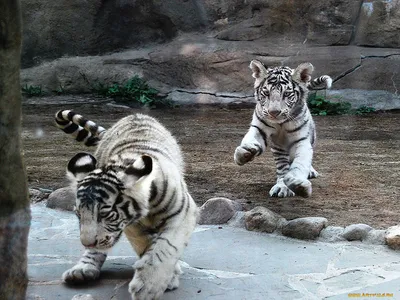 Обои Бенгальские тигрята Животные Тигры, обои для рабочего стола,  фотографии бенгальские, тигрята, животные, тигры Обои для рабочего стола,  скачать обои картинки заставки на рабочий стол.