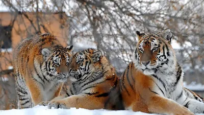 Обои тигры, большие кошки, снег, снегопад, три картинки на рабочий стол,  фото скачать бесплатно