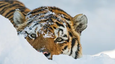 Картинки тигр в снегу (70 фото) » Картинки и статусы про окружающий мир  вокруг