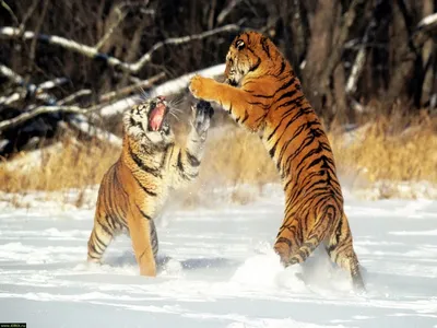 Обои на рабочий стол Тигрята играются на снегу, обои для рабочего стола,  скачать обои, обои бесплатно