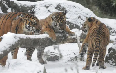 Амурские тигры в зимнем лесу - обои на рабочий стол