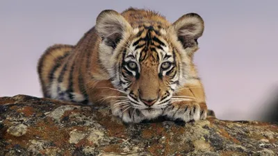 Обои для рабочего стола Тигр и тигрица фото - Раздел обоев: Хищники  (Животные)