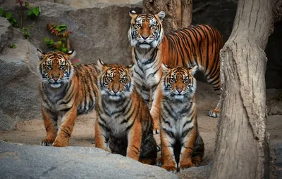 Животное тигровая кошка - 70 фото