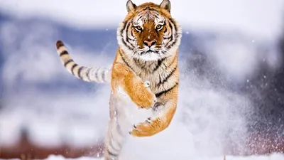 Картинка Тигры Большие кошки молодые тигрята животное