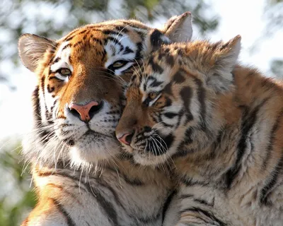 Картинки тигр, тигрица, тигрята, красота, семейка, детеныши, tiger - обои  1920x1200, картинка №127705