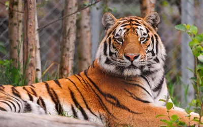 Широкоформатные обои HD животные 2560x1600 картинки львы фото HD обои  2560x1600 звери тигры обои семейство кошачьих скачать обои высокого качества