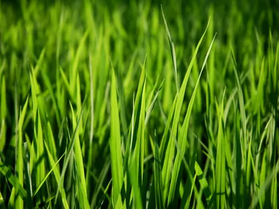 Трава весной обои для рабочего стола скачать бесплатно 1600x1200