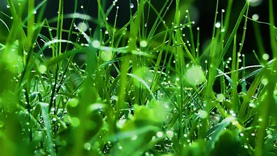 Обои трава, роса, капли, зеленый, свежесть картинки на рабочий стол, фото  скачать бесплатно