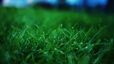Трава на рабочий стол - 71 фото