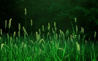 Фон рабочего стола где видно трава, капли, роса, зелень, макро, лето, яркие  обои на рабочий стол, Grass, drops, greens, macro, summer, bright wallpapers
