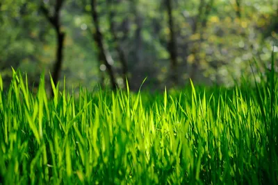 Летом зелёная высокая трава - обои на рабочий стол