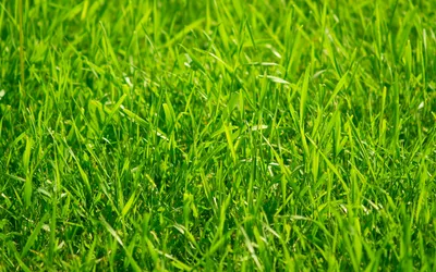 Зеленая трава обои для рабочего стола, картинки и фото - RabStol.net