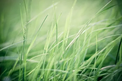 Зеленая трава летом, примятая чьим-то следом - обои на рабочий стол