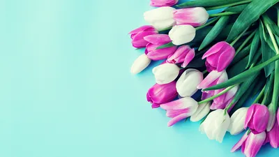 Картинки на рабочий стол цветы тюльпаны фотографии