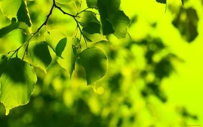 Обои Природа Листья, обои для рабочего стола, фотографии природа, листья,  зелень Обои для рабочего стола, скачать обои картинки заставки на рабочий  стол.