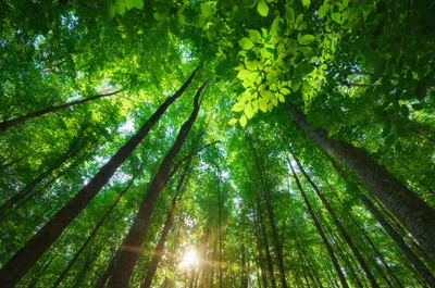 Обои на рабочий стол: Лес, Дерево, Зелень, Земля/природа - скачать картинку  на ПК бесплатно № 990240