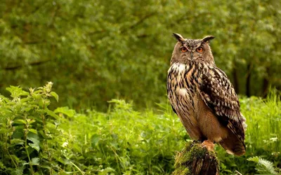 Скачать бесплатно обои сова, птица, трава, зелень, хищник на рабочий стол -  FonMy.ru 🔥