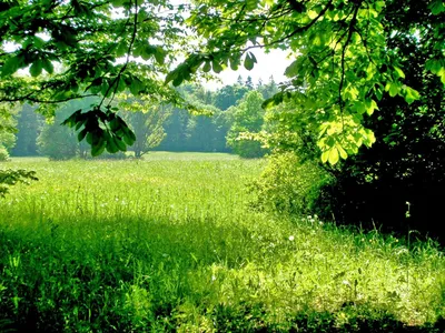 Лето зелень, деревья, трава, тени, солнечный день фото, обои на рабочий стол