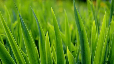 Обои трава, зелень, растение картинки на рабочий стол, фото скачать  бесплатно