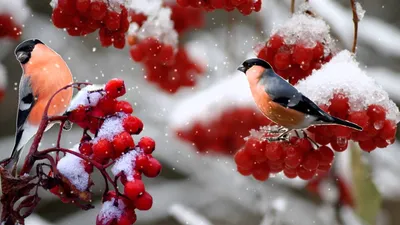 Обои \"Зима и Новый год\" - настроение праздника на рабочий стол! | Снежинки,  Новый год, Праздник