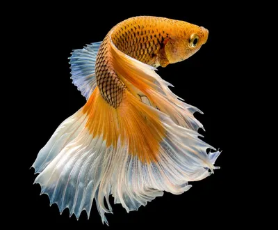 Золотая рыбка одна в аквариуме - обои на рабочий стол