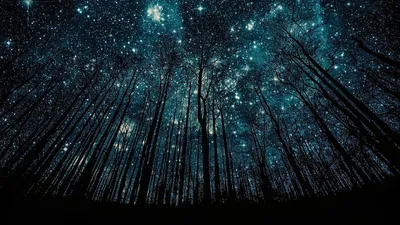 Красивое Звёздное небо. Лес - обои на рабочий стол