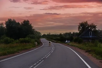 Анимационная дичь: обзор мультфильма «Дорога домой» от Netflix