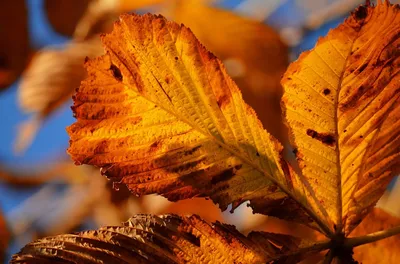 Осенние Листья Круг — стоковая векторная графика и другие изображения на  тему Осень - Осень, Цвет осенних листьев, Падать - iStock