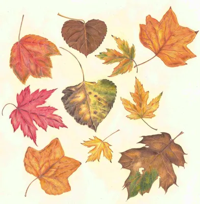 Разноцветные осенние листья - 66 фото